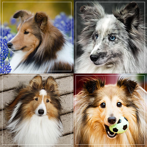 Sheltie Magnet Set