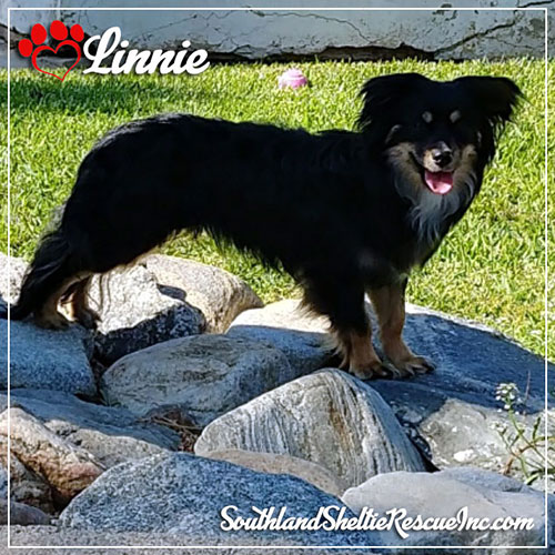 Linnie Magnet