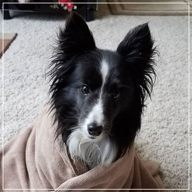 Sheltie Magnet